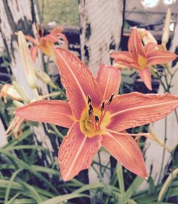 Close-up of flowers blooming outdoors