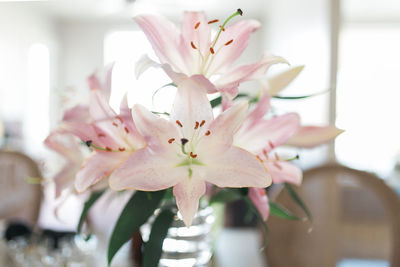 Close-up of pink flowers