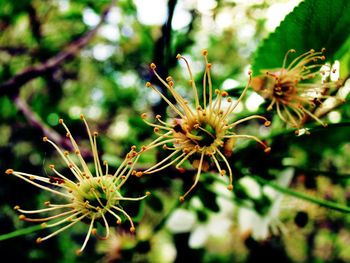 Close-up of flowers