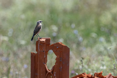 Close-up of bird perching on wooden post