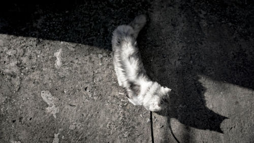 High angle view of dog on floor