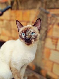 Close-up portrait of cat looking at camera