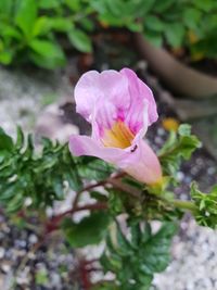 Close-up of pink flowering plant