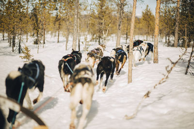 Husky dogs running through trees in forest during winter