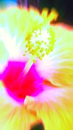 Close-up of colorful yellow flower