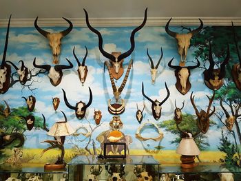 Deer hanging on wall