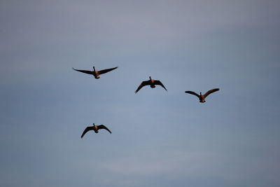 Low angle view of birds flying in sky