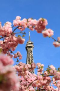 Low angle view of cherry blossom tree