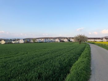 Scenic view of agricultural field against sky in city