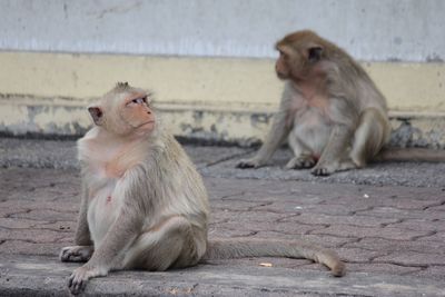 Monkeys sitting on street
