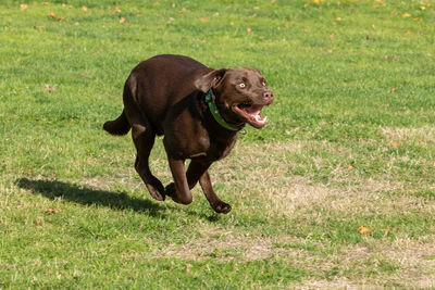 Dog running on field