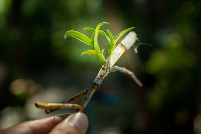 Close-up of hand holding plant