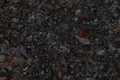 Full frame shot of field