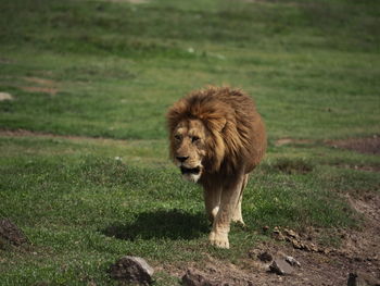 Lioness standing on field