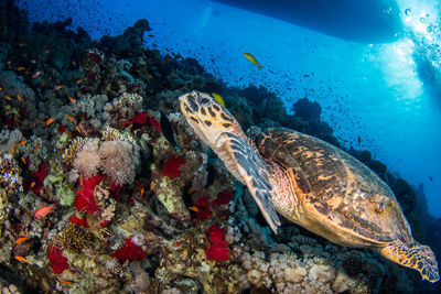 Fish swimming in sea
