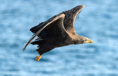 Bird flying over sea