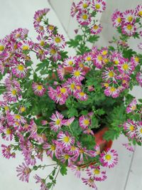 High angle view of pink flowering plants