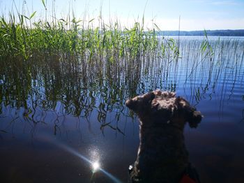 View of dog by lake against sky