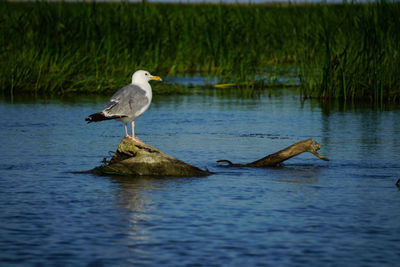 Seagull perching on a lake