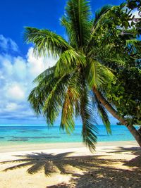 Palm trees on beach against blue sky