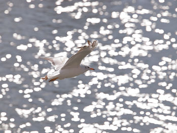 Birds flying in sky