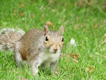 Portrait of squirrel on field