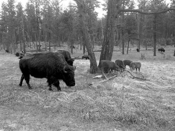 American bisons grazing in the forest in south dakota