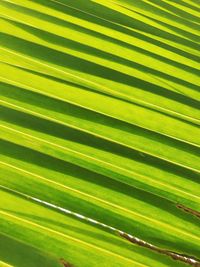 Full frame shot of palm leaves