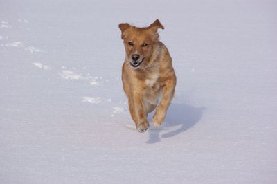 Dog running in snow