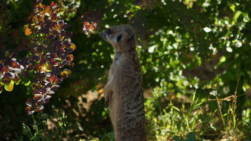 View of an animal on tree stump