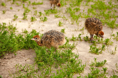 High angle view of bird on field