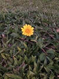 High angle view of yellow flowering plants on land