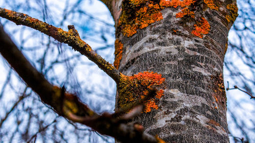 Low angle view of maple tree against sky