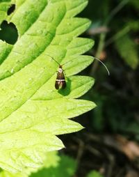 Close-up of insect on leaf