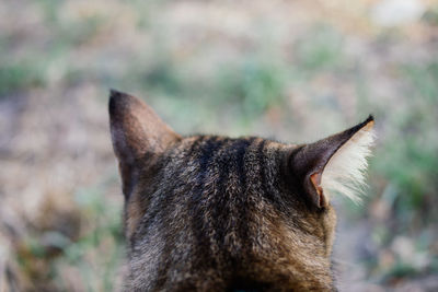 Close-up of a cat