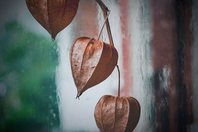 Close-up of heart shape hanging on wood against wall