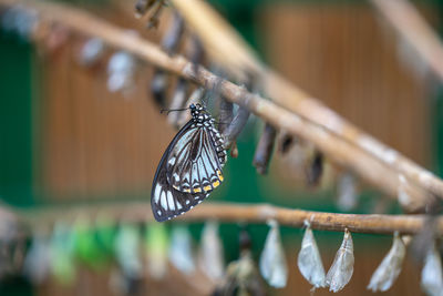 Close-up of butterfly