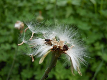 Close-up of dandelion against blurred background