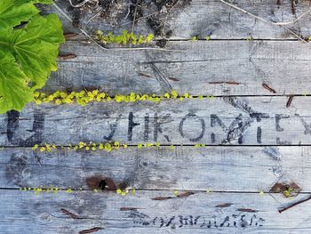 Close-up of plants on wood