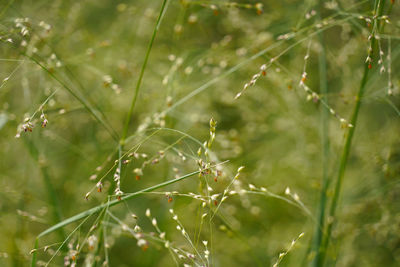 Close-up of wet plants