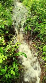 Stream flowing through forest