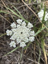 Close-up of white flowering plant on snow covered field