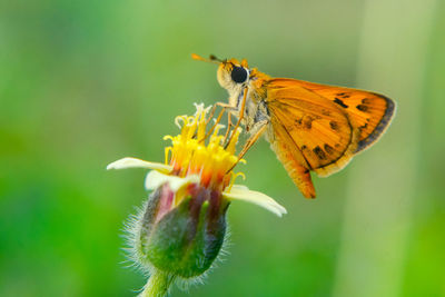 Close-up of butterfly pollinating on flower