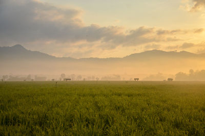 Scenic view of field against sky during sunset