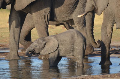 Elephants drinking water