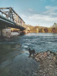 Dog on bridge over river against sky