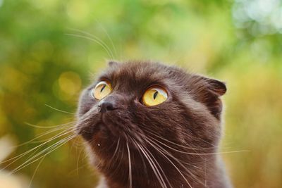 Close-up portrait of cat