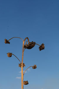 Low angle view of a bird against blue sky