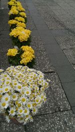 Close-up of yellow flowers on road