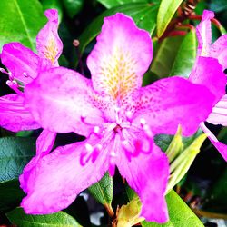 Close-up of pink flowers